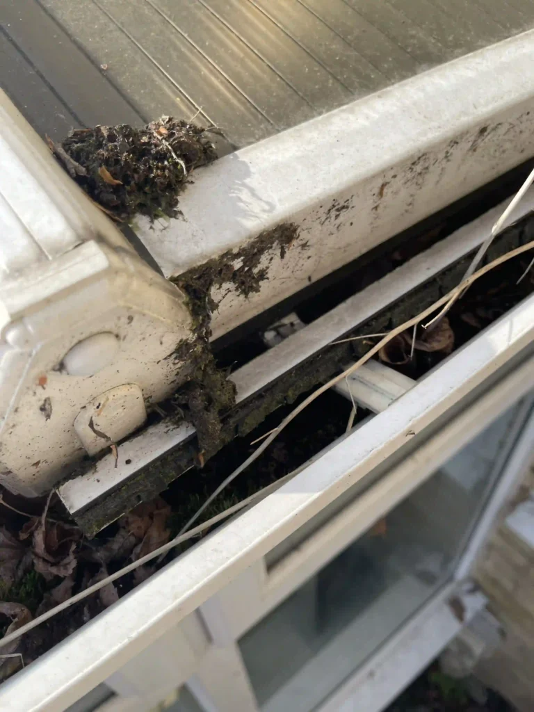 Moss and algae build-up on conservatory gutter